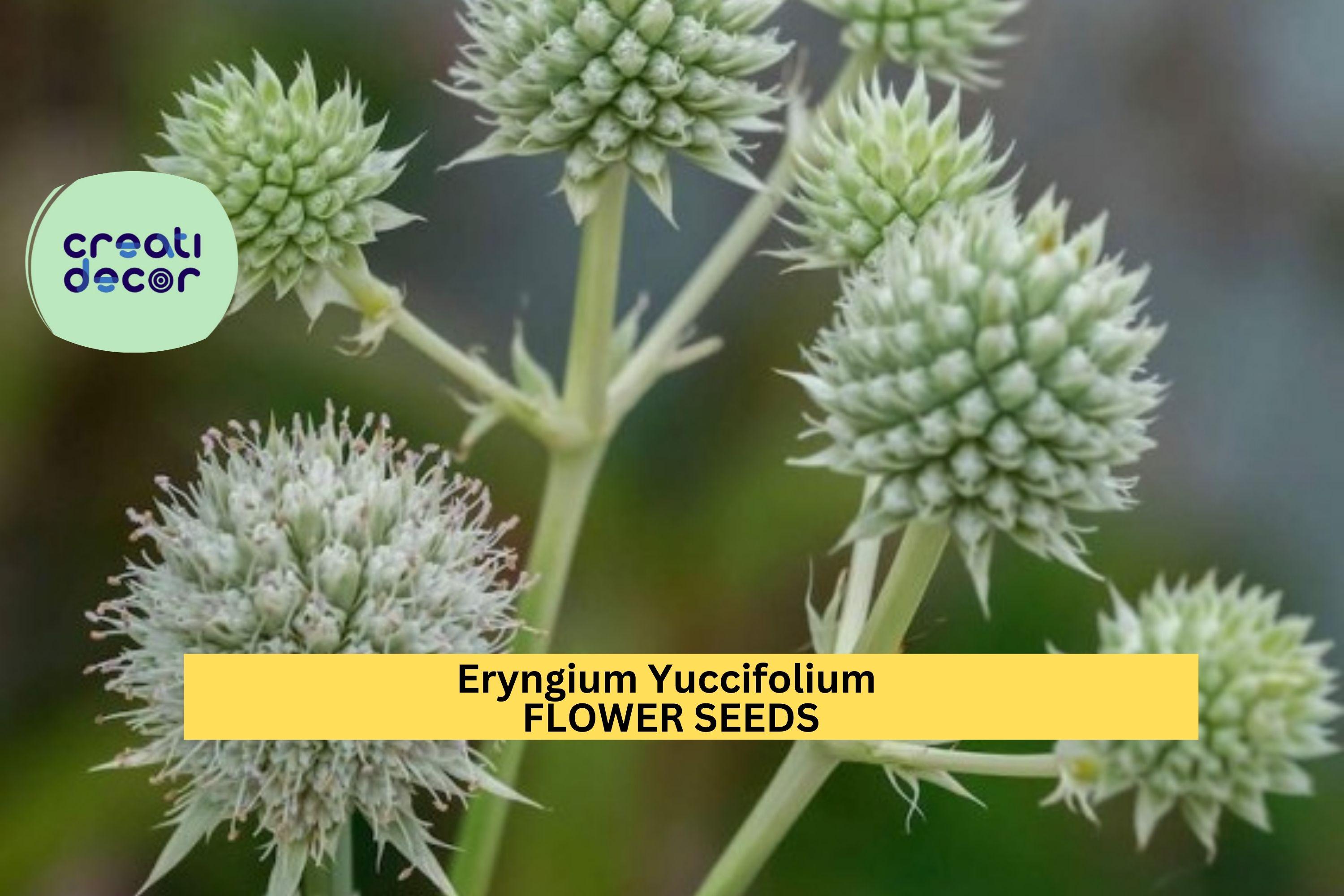 3pcs of 1g Eryngium yuccifolium Seeds – Rattlesnake Master for Native Gardens, Pollinator Beds, or Prairie Landscapes Seeds for Planting