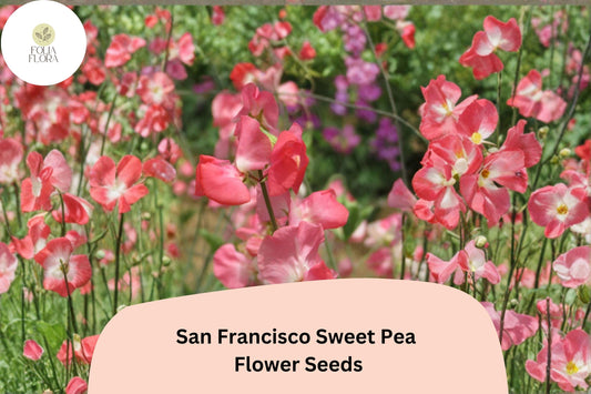 50+ San Francisco Semi-Dwarf Sweet Pea Seeds | Soft Pink Compact Climbing Flowers for Garden