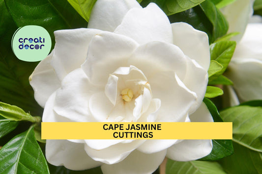 7 Gardenia Cuttings | White Cape Jasmine Shrub Starter Plants | Heirloom Fragrant Flower Bush | Live Unrooted Cuttings USA