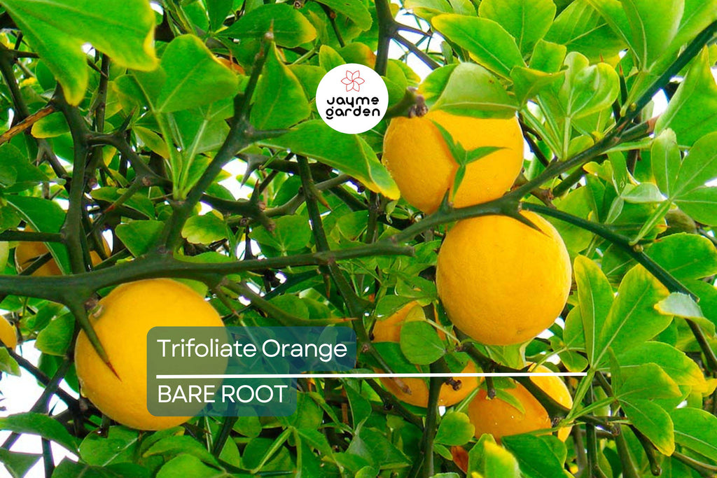 Trifoliate Orange Rootstock (15 Bare Root Plants) – Hardy Citrus for Grafting