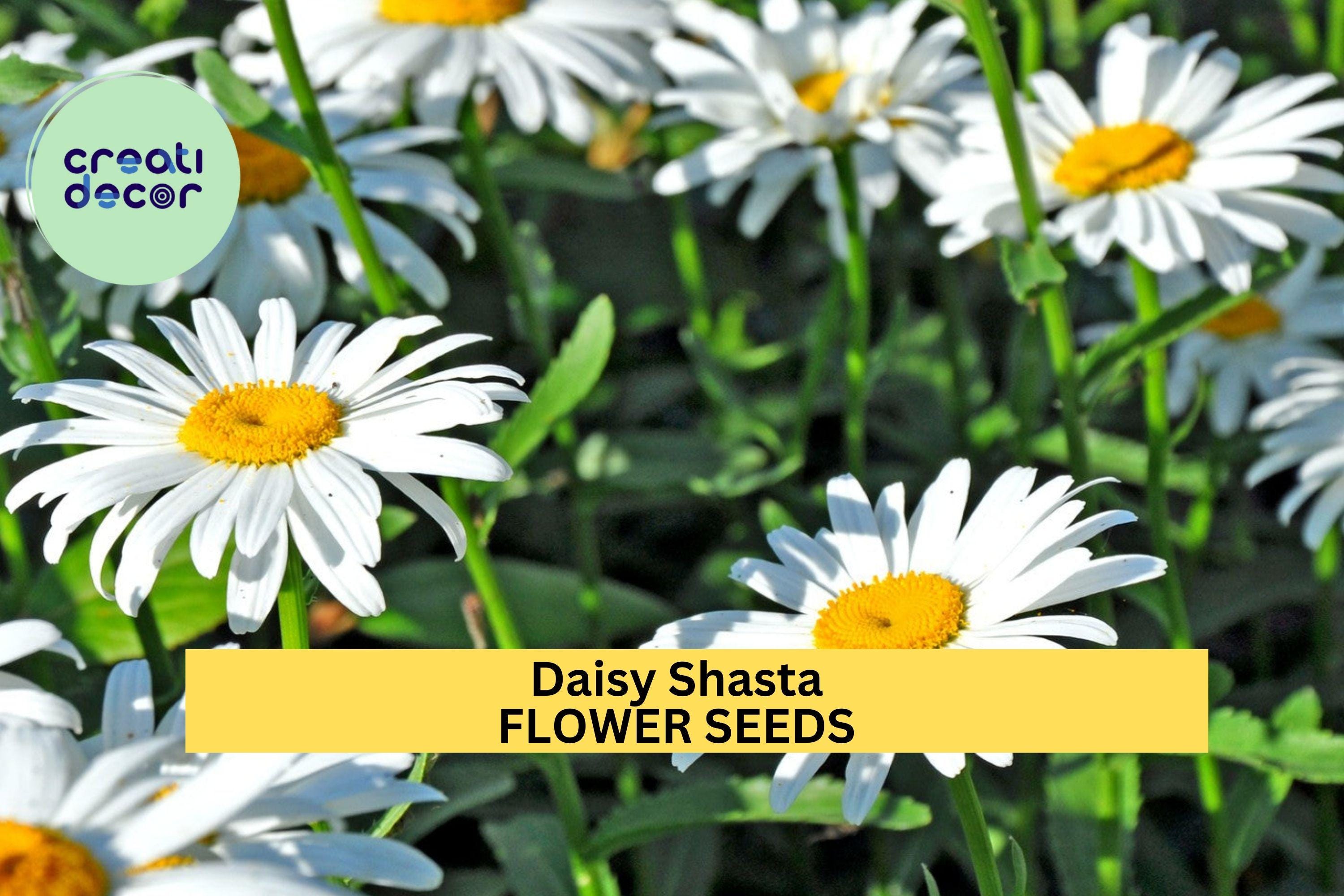 3pcs of 100mg Shasta Daisy Seeds – White Perennial Flowers for Pollinator-Friendly Borders & Cottage Gardens Seeds for Planting