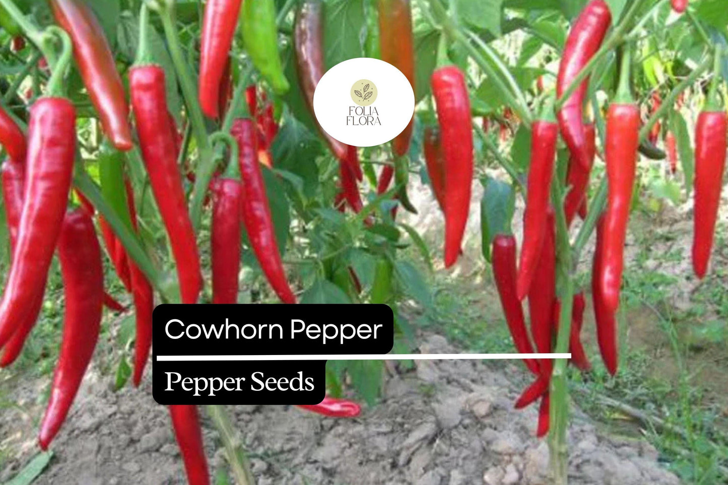 25 Cowhorn Pepper Seeds – Capsicum annuum – Heirloom, Spicy & Flavorful, High-Yielding, Perfect for Fresh Eating