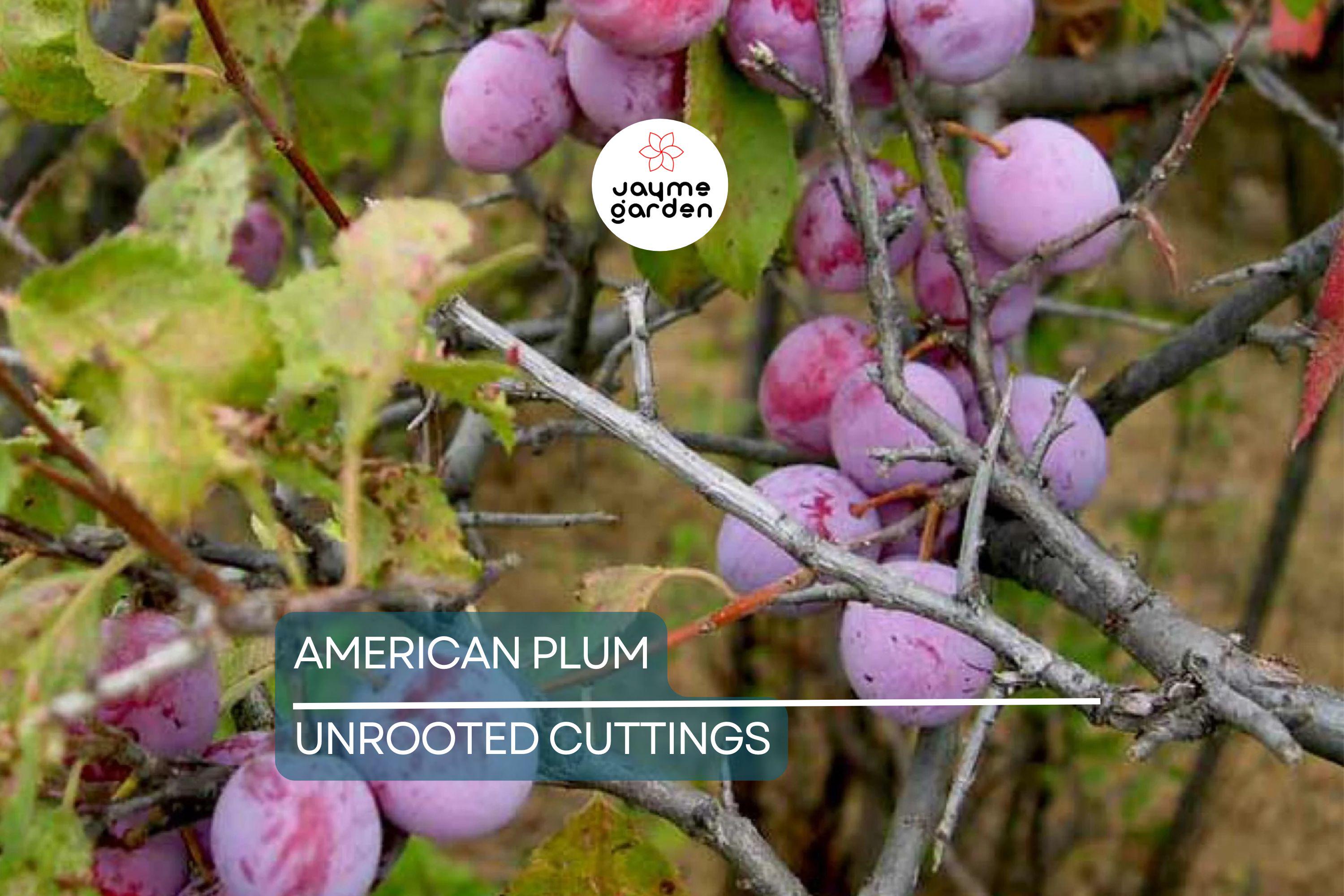 12 Wild American Plum Cuttings | Unrooted Edible Tree | Fresh, Wildlife Attractant |