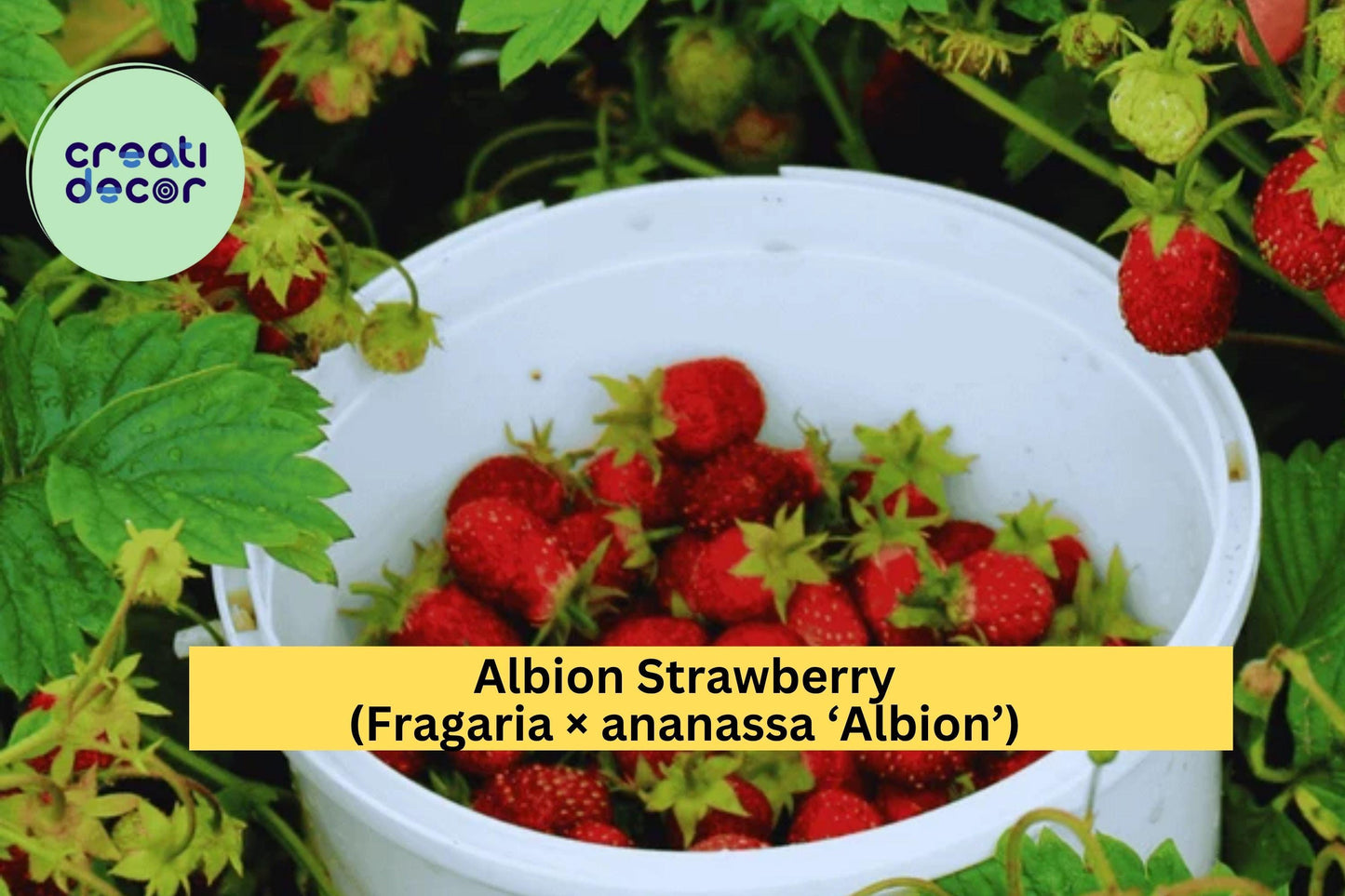 15 Albion Strawberry Roots – Fragaria × ananassa ‘Albion’ – Bare Root Day-Neutral Everbearing Variety for Garden or Planter