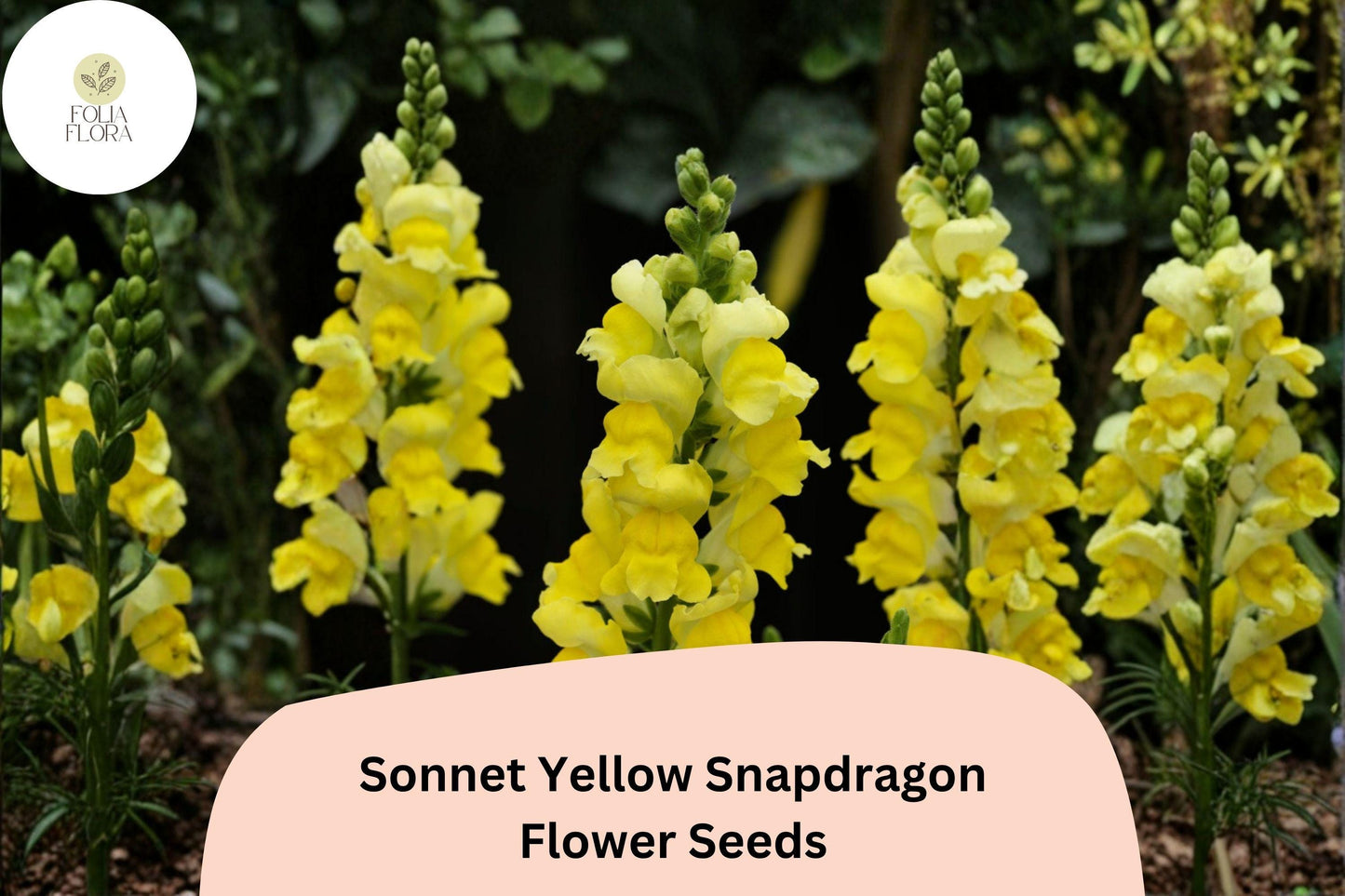 1000+ Sonnet Yellow Snapdragon Seeds | Antirrhinum majus | Bright Yellow Garden Flowers for Beds & Pots