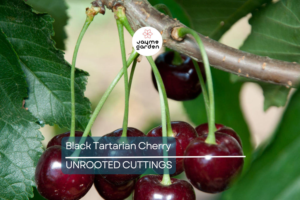 6 Black Tartarian Cherry Scions for Grafting | Sweet, Berry-Like Fruit | Early Bloomer | Fresh Cuttings