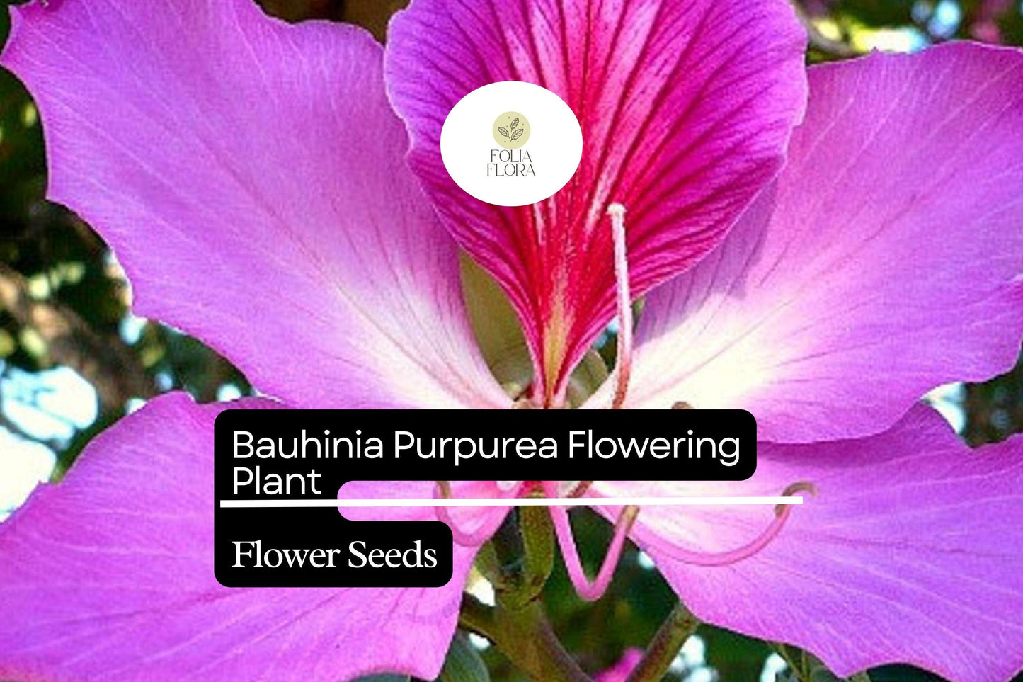 10 Bauhinia Purpurea Seeds | Purple Orchid Tree | Exotic Flowering Plant for Gardens
