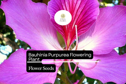 10 Bauhinia Purpurea Seeds | Purple Orchid Tree | Exotic Flowering Plant for Gardens