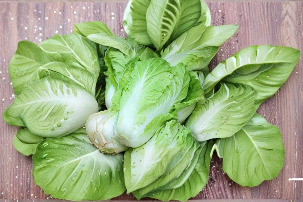 Chinese Cabbage – Kogane 150 Seeds | Asian Napa-Type Cabbage | Sweet & Crisp | Compact Early Variety
