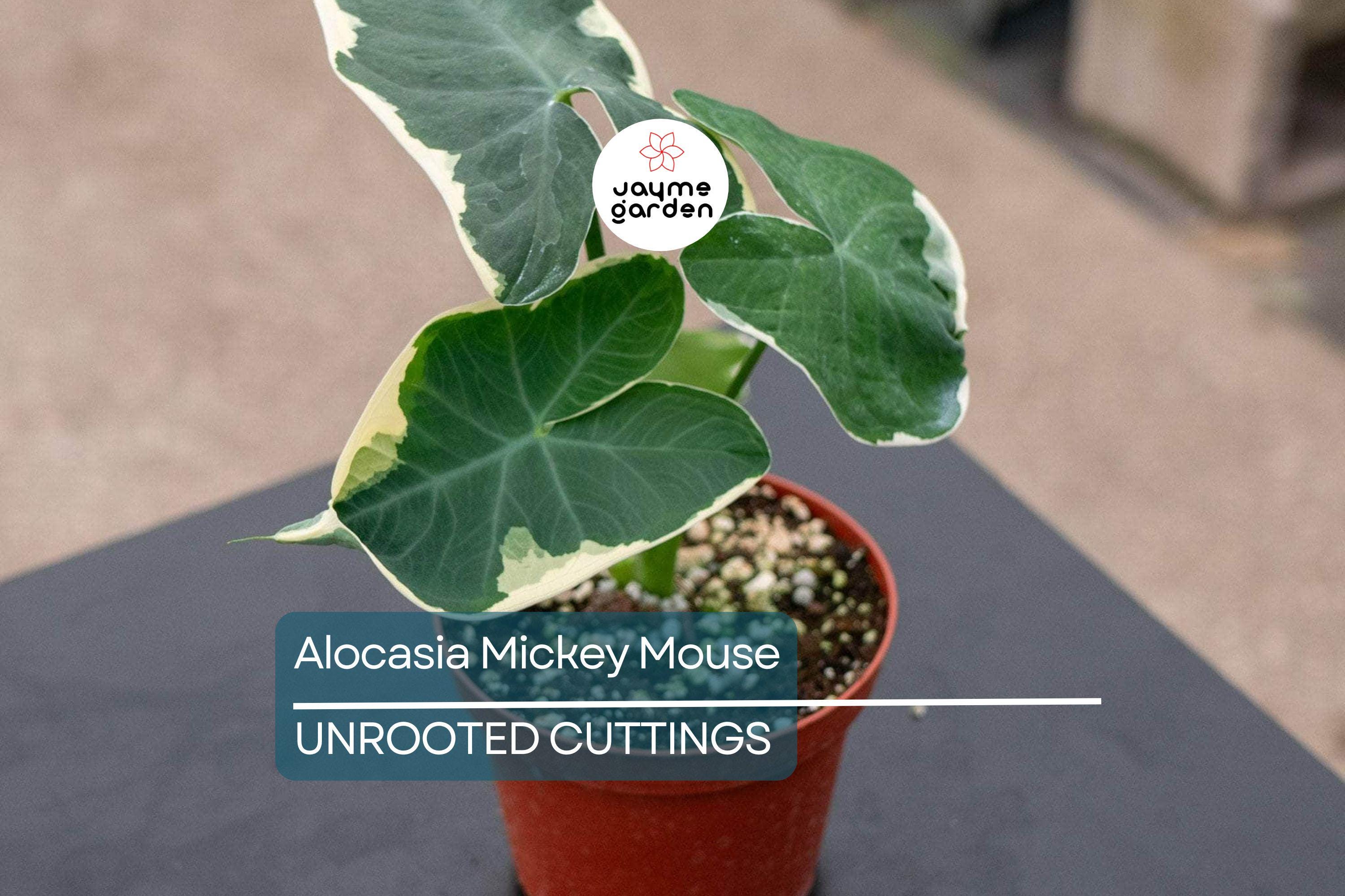 Alocasia Mickey Mouse Plant | Live Plant in 4” Pot | Exact Plant Shown | Unique Variegated Foliage | Indoor Houseplant