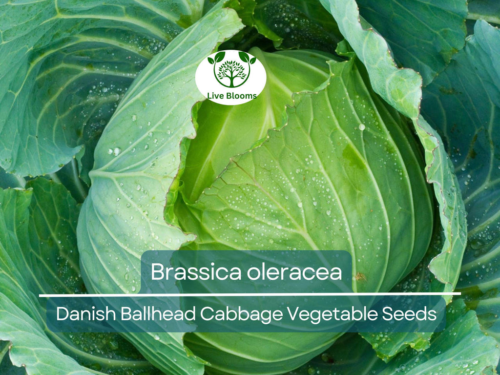 1 Gram Seeds Cabbage Danish Ballhead – Brassica oleracea | Heirloom Cabbage Variety for Planting & Gardening
