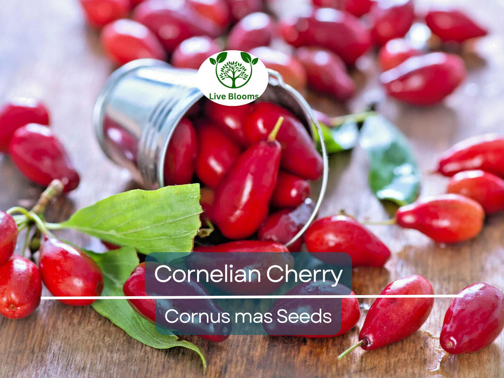 15 Cornelian Cherry Tree Seeds | Cornus mas, Edible Dogwood Berry Shrub, Fruit-bearing, Non-GMO, Hardy Shrub for Garden & Orchard