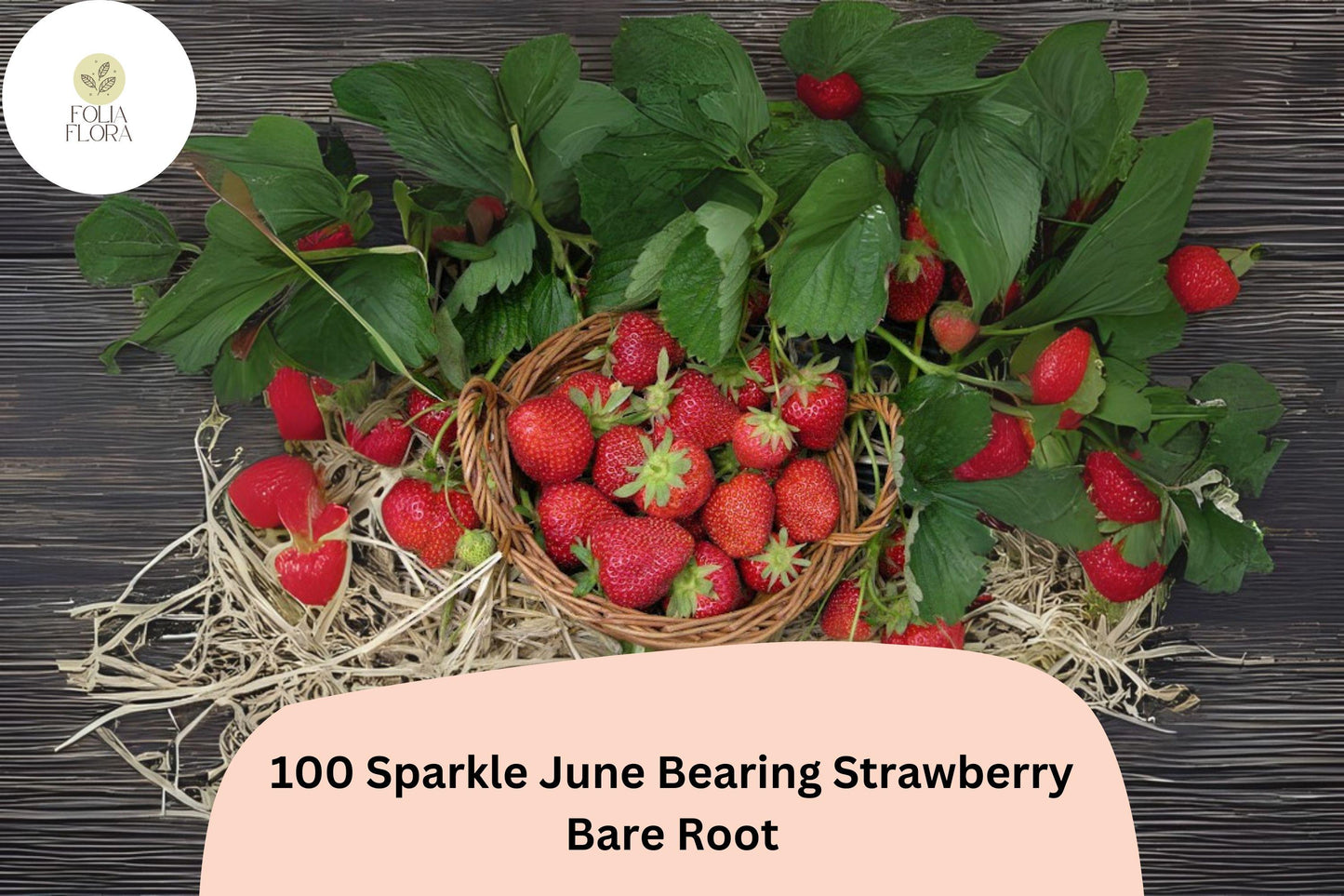 100 Sparkle Strawberry Plants | Live Bare Root June-Bearing | NON-GMO Fragaria × ananassa Garden Fruit