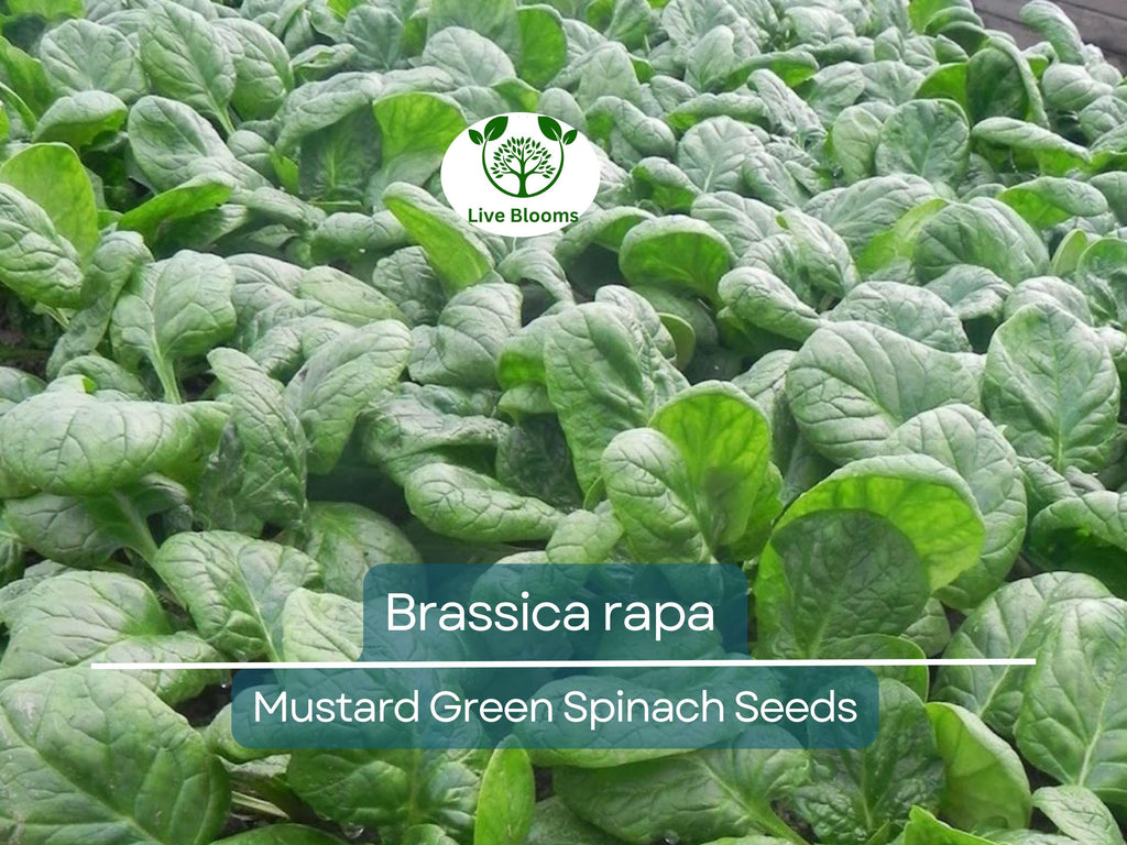 300 Seeds Mustard Green Spinach Komatsuna Tendergreen for Planting (Brassica rapa) - Healthy, Nutritious Greens for Home Gardens