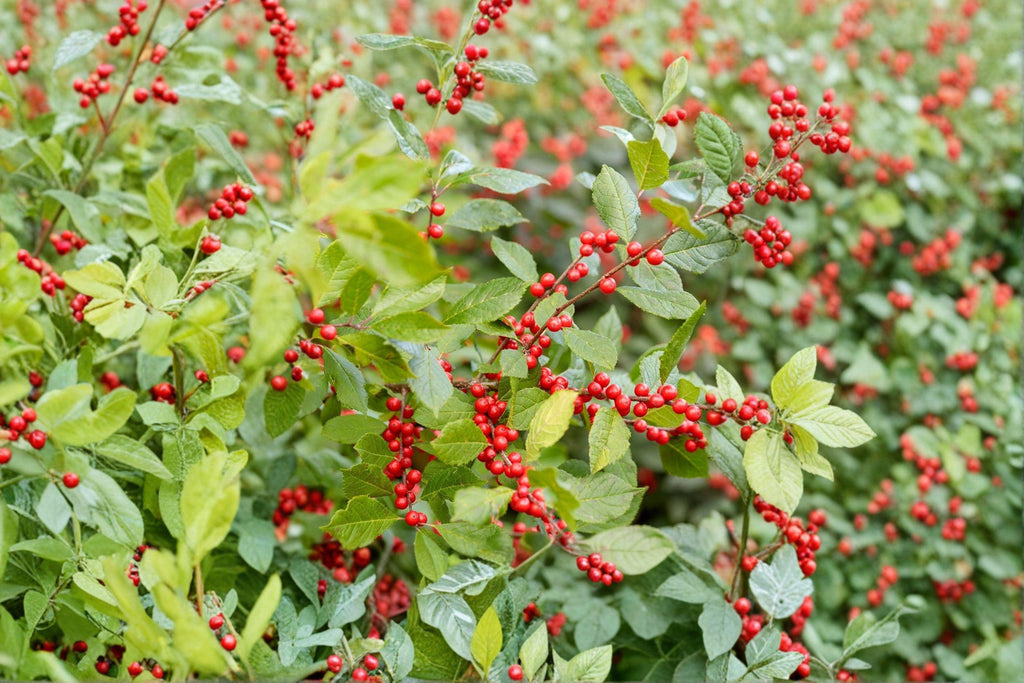 Winterberry Holly Seeds – Ilex verticillata, Native Shrub (25 Seeds)