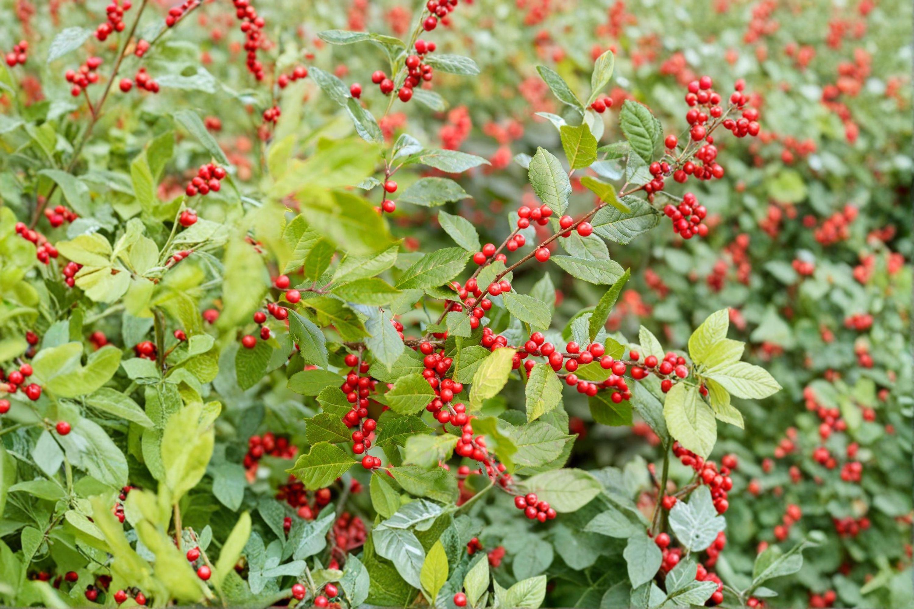 Winterberry Holly Seeds – Ilex verticillata, Native Shrub (25 Seeds)
