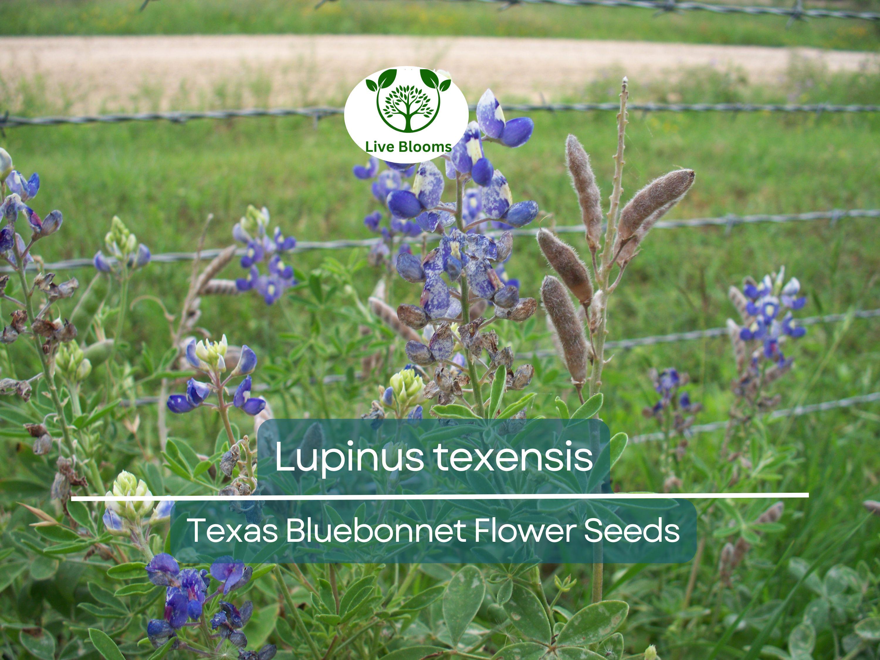 1 Gram Seeds Texas Bluebonnet (Lupinus texensis) for Planting | Iconic Wildflower for Gardens, Meadows, and Pollinator Habitats
