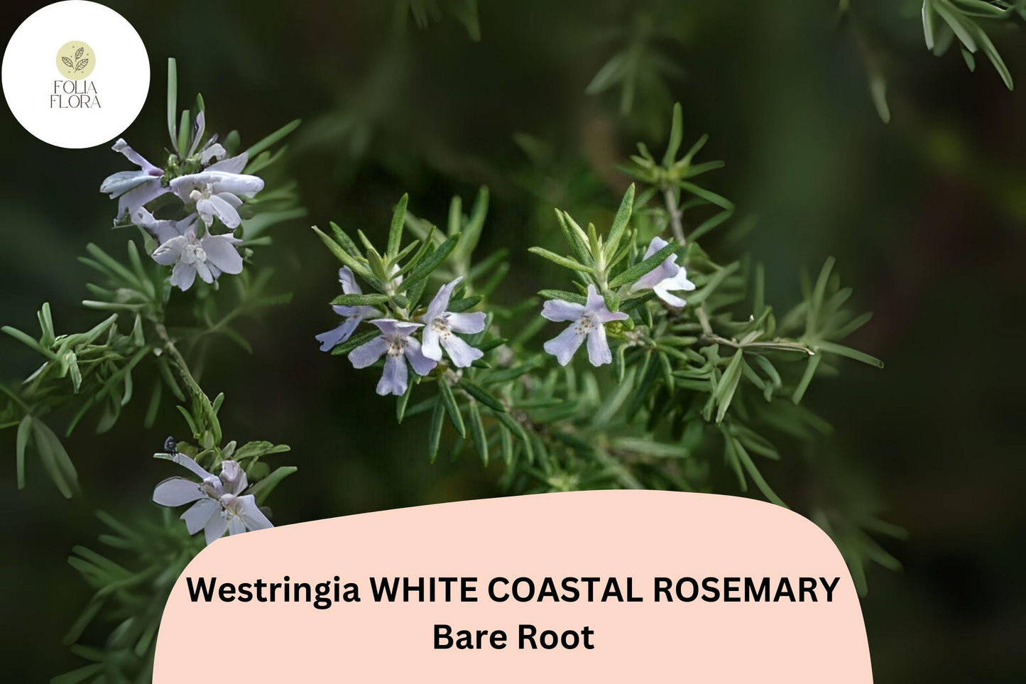 Westringia White Coastal Rosemary | 1 Live 6–12” Rooted Flowering Shrub Plant