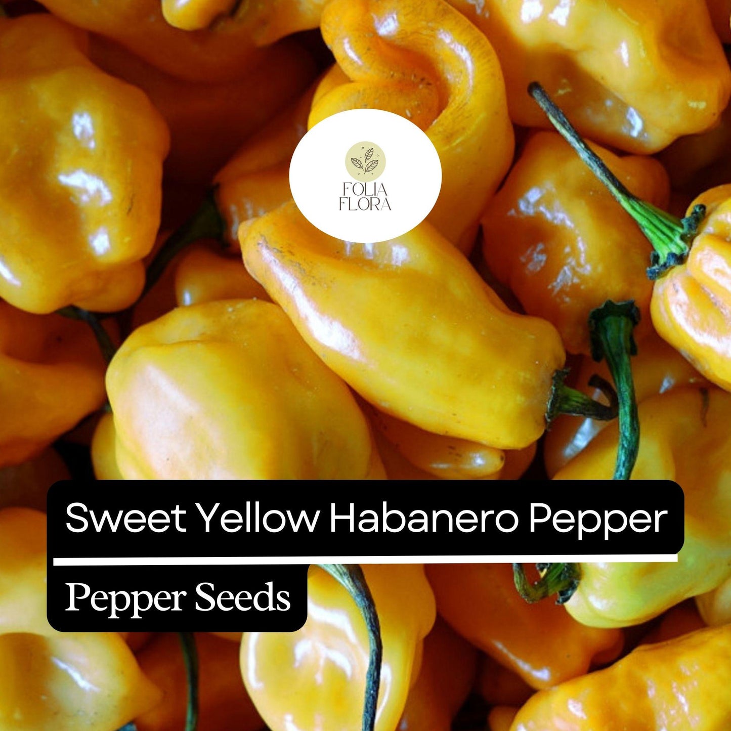 20 Sweet Yellow Habanero Pepper Seeds – Heirloom, Non-GMO, No Heat, Fruity Flavor