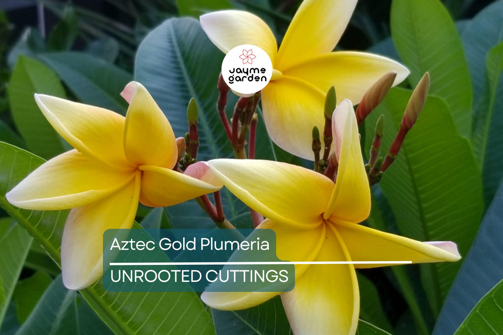 Aztec Gold Plumeria 3 Fresh Cuttings 8"-10" Fragrant Cream/Gold Flowers - Ready to Plant