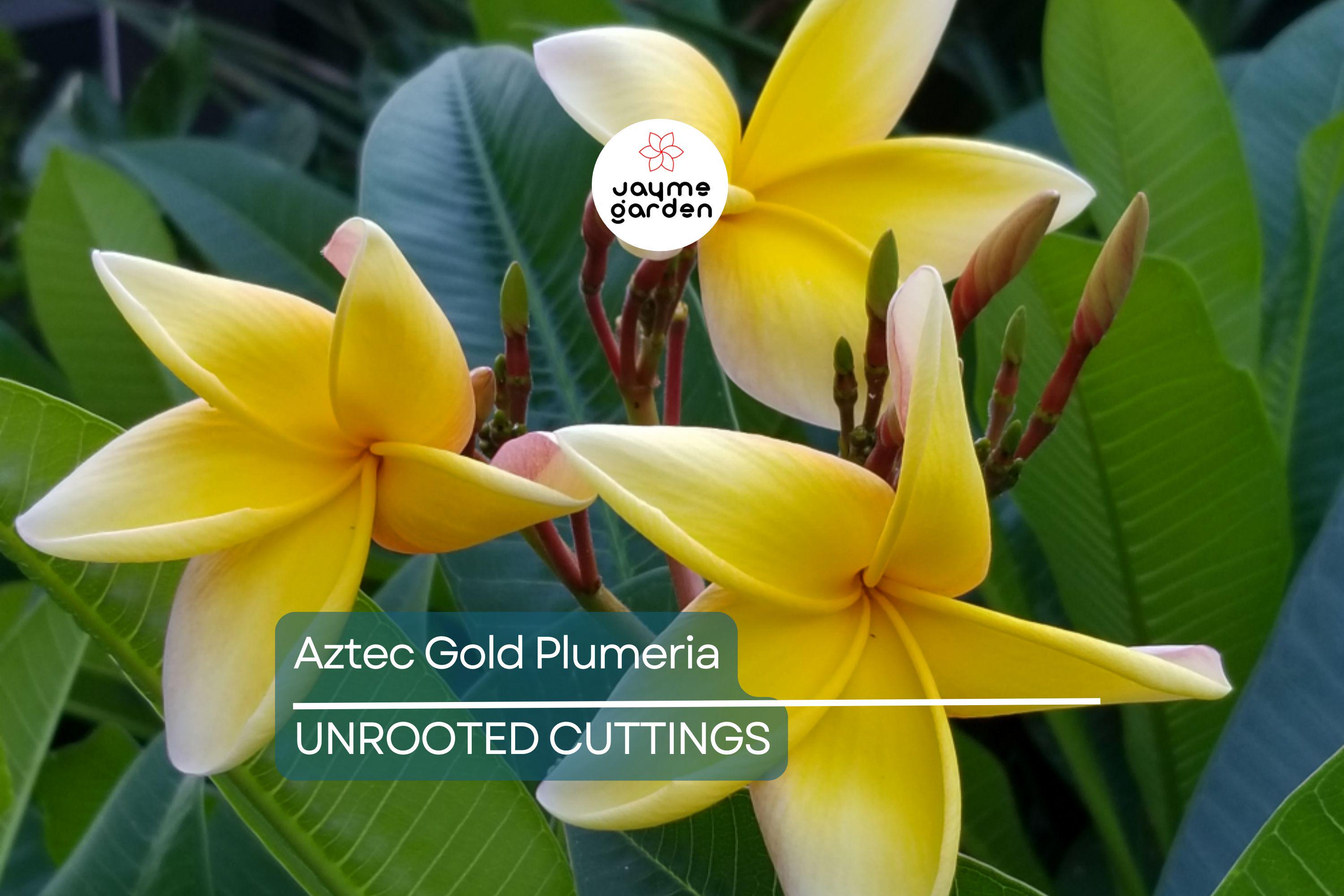 Aztec Gold Plumeria 3 Fresh Cuttings 8"-10" Fragrant Cream/Gold Flowers - Ready to Plant