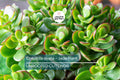 Crassula Ovata - Jade Plant | 2 Healthy Cuttings (3-5") | Easy-to-Grow Succulent for Indoor & Outdoor Decor