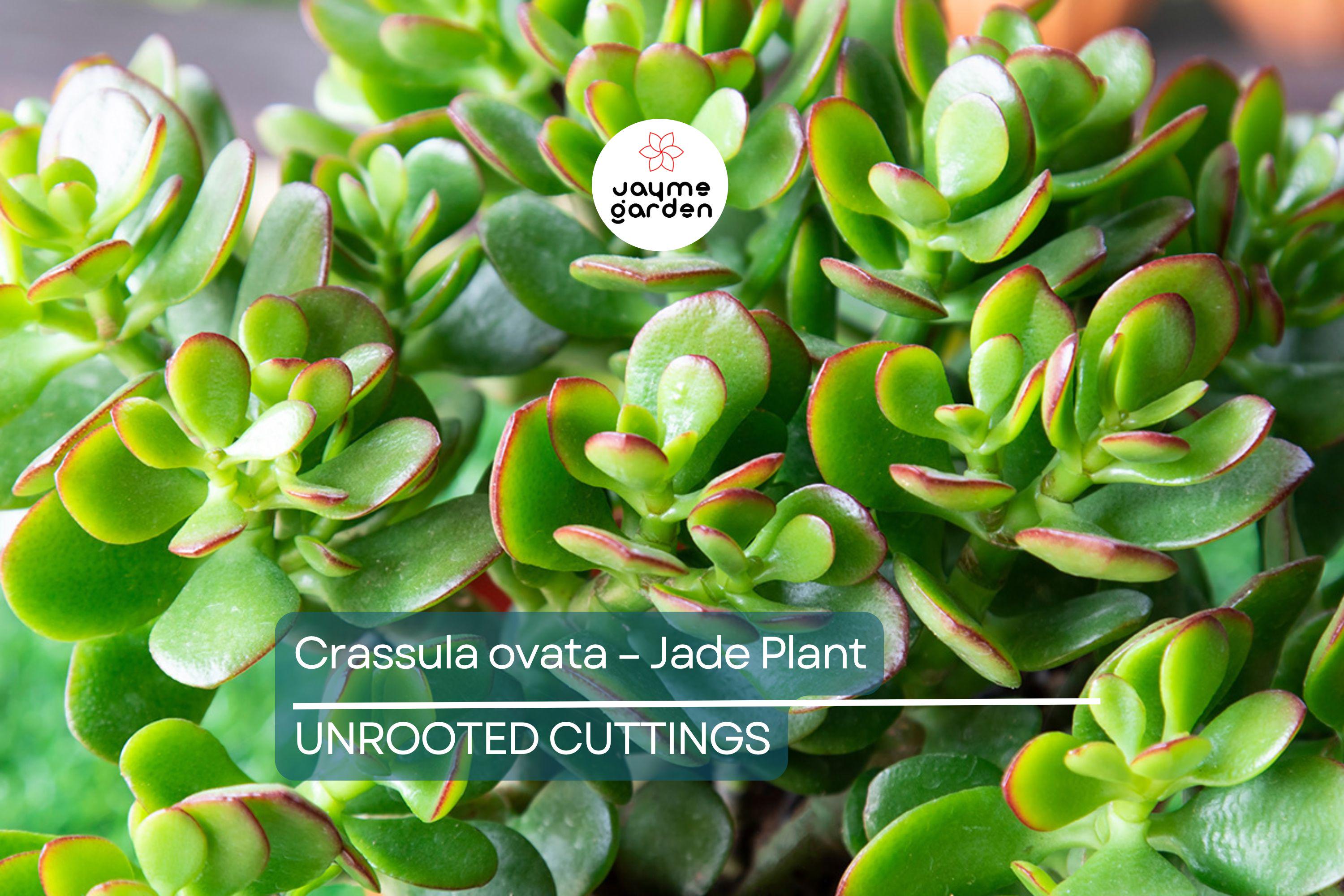 Crassula Ovata - Jade Plant | 2 Healthy Cuttings (3-5") | Easy-to-Grow Succulent for Indoor & Outdoor Decor