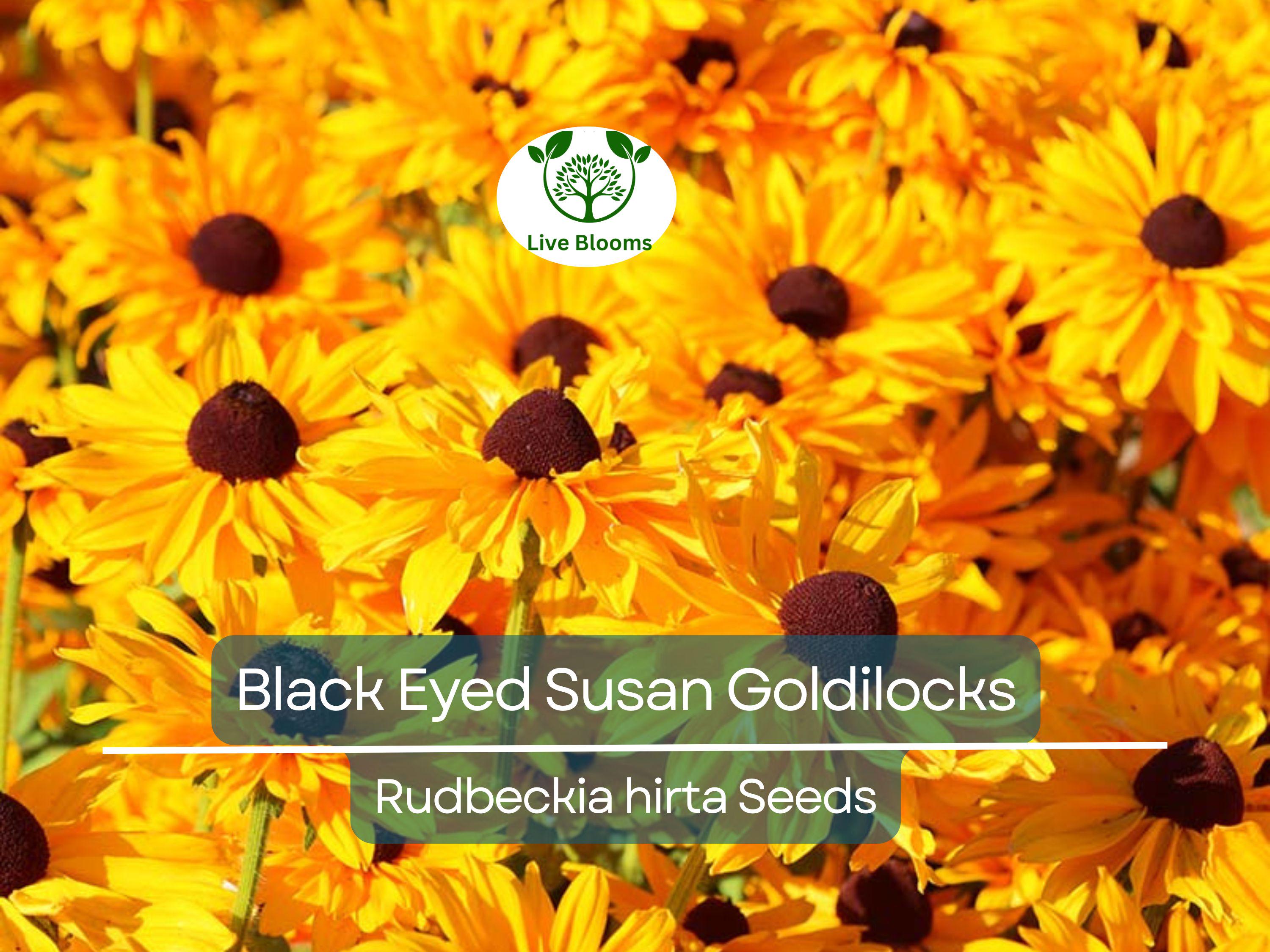 100 Seeds Black Eyed Susan Goldilocks Rudbeckia Double Blooms - Rare, Non-GMO, Perennial, Vibrant Flowers, Pollinator-Friendly