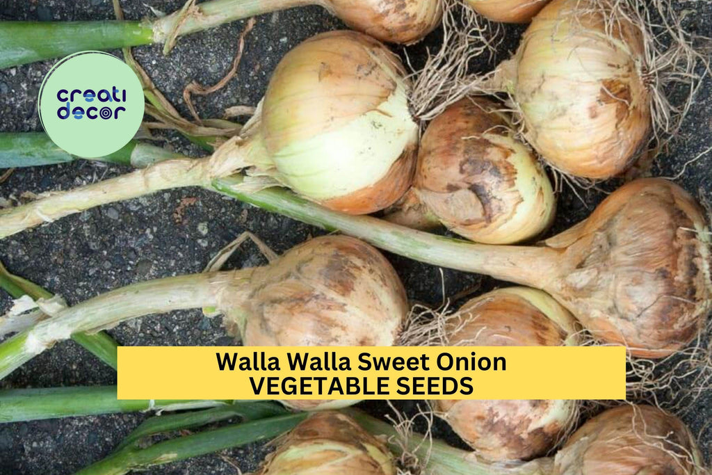 3pcs of 250mg Walla Walla Sweet Onion Seeds – Mild, Juicy Heirloom Vegetable Seeds for Planting – Great for Salads, Grilling & Burgers