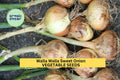 3pcs of 250mg Walla Walla Sweet Onion Seeds – Mild, Juicy Heirloom Vegetable Seeds for Planting – Great for Salads, Grilling & Burgers