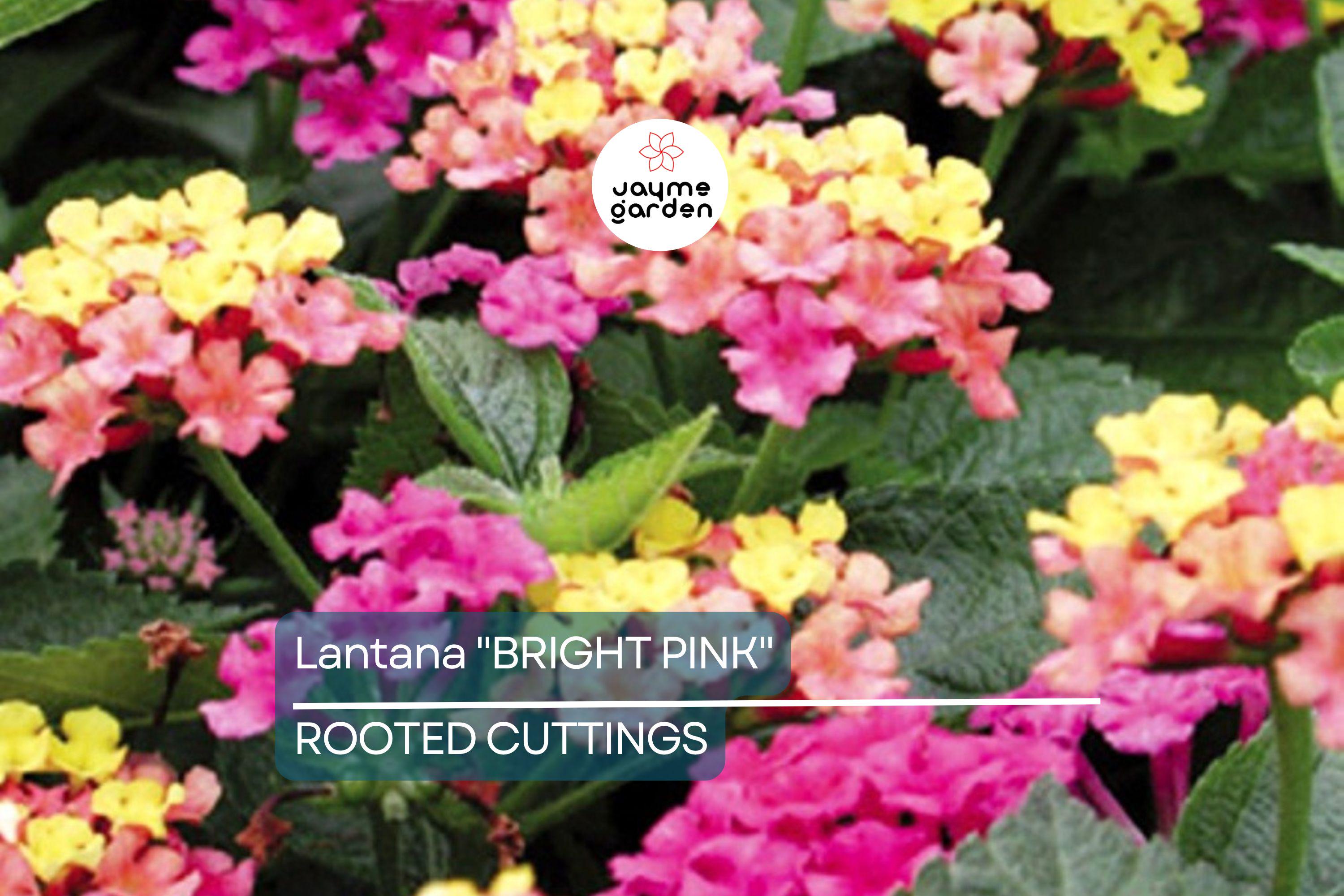 Lantana "Bright Pink" Live Rooted Starter Plug Flower Plant 1"-4" tall Vibrant Blooms, Low Maintenance, Full Sun