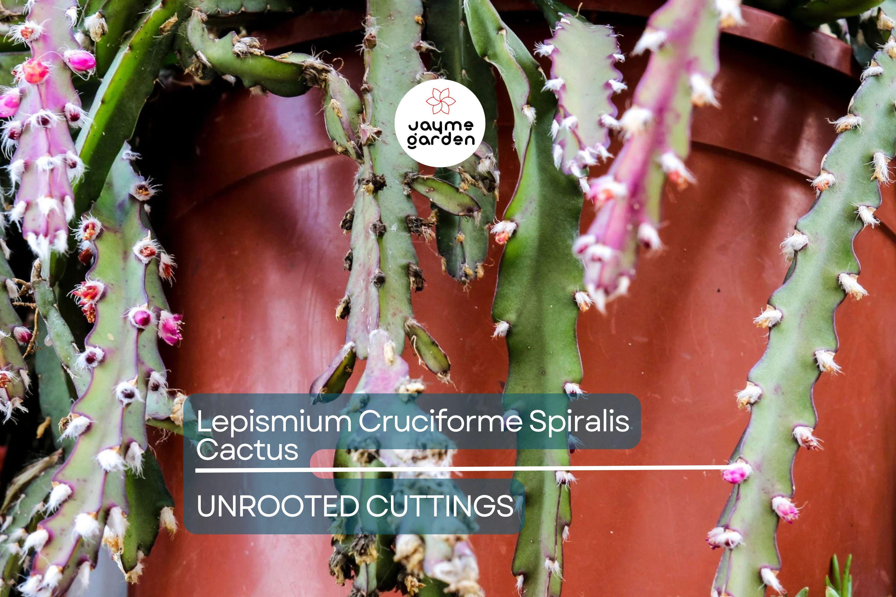 Lepismium Cruciforme Spiralis Cactus | 3 Unrooted Cuttings 4-8" | Rare Epiphytic Cactus for Grafting or Rooting