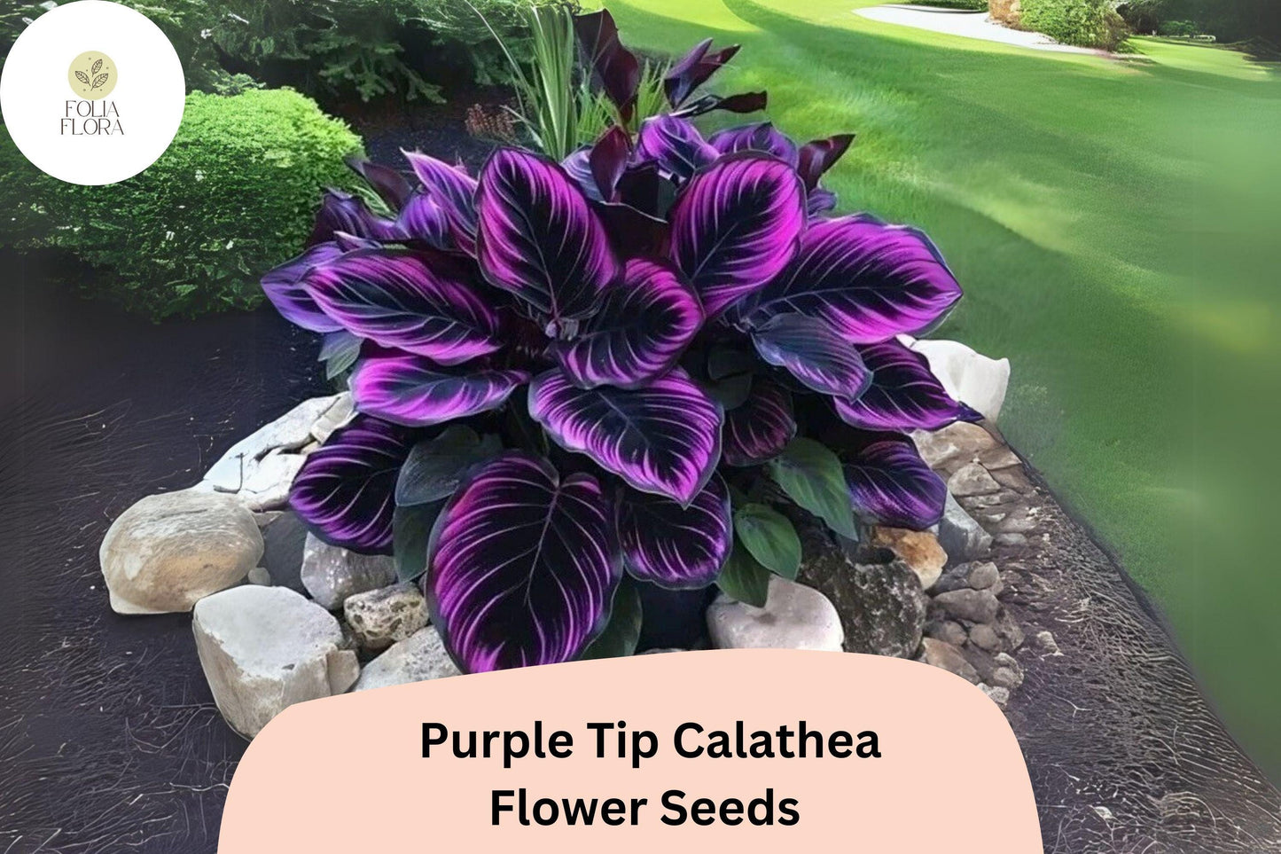 Purple Tip Calathea Seeds (Calathea sp.) | 25+ Seeds | Exotic Tropical Foliage for Indoor & Outdoor Gardens
