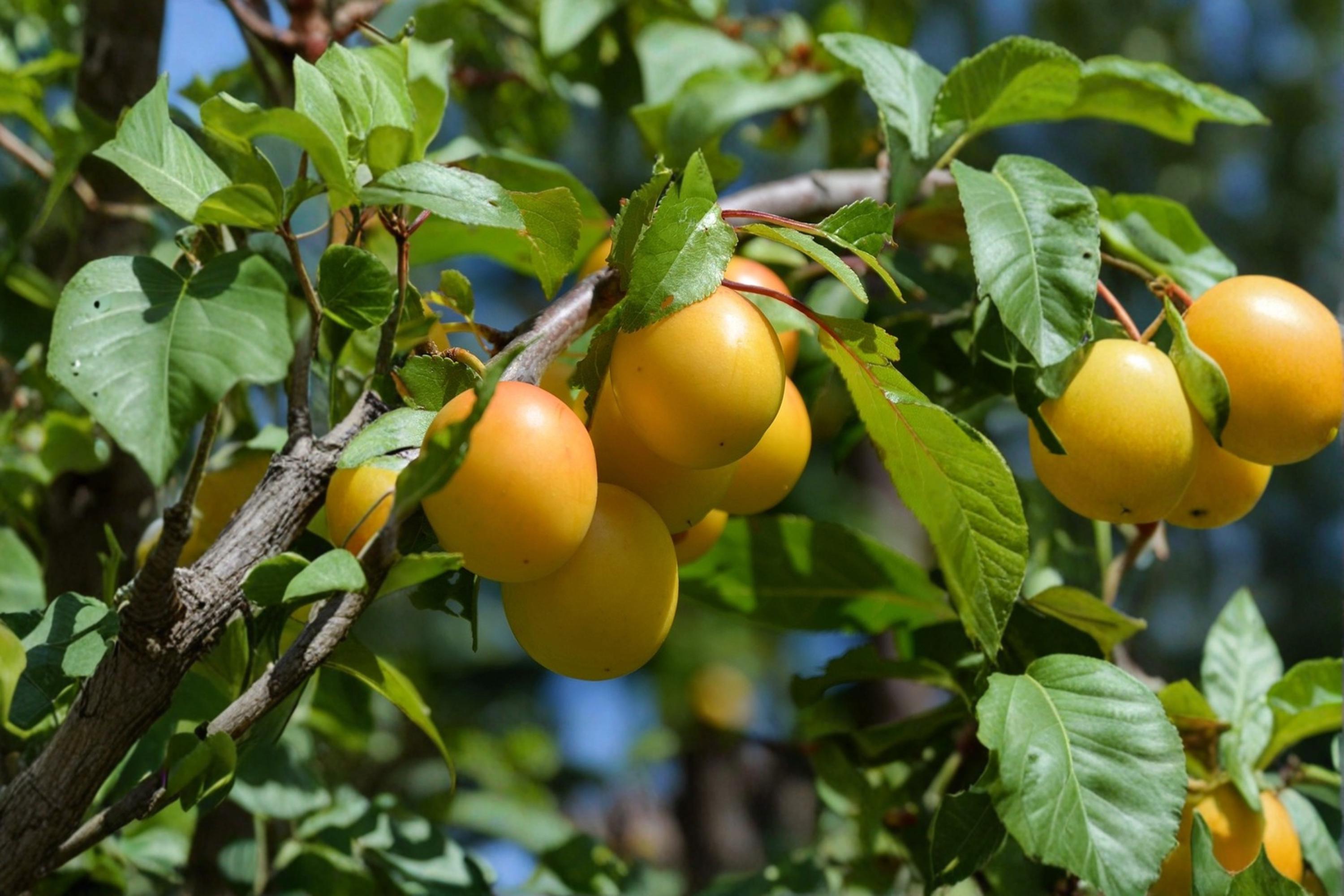 Golden Nectar Plum 6 Cuttings 5+ Inch (Prunus salicina) Fresh Grafting Wood