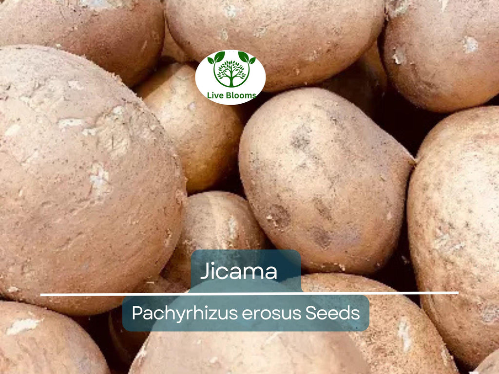 40 Jicama Seeds - Mexican Yam Bean (Pachyrhizus erosus) - Non-GMO Tuber Vegetable, Root Potato, and Edible Fruit for Garden or Farm