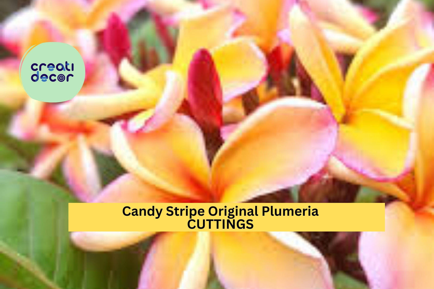 Candy Stripe Plumeria Cutting | 10" Unrooted Single Head Starter | Tropical Frangipani Tree | Vibrant Pink and White Blooms