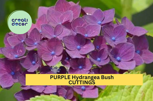 6 Purple Hydrangea Cuttings – Heirloom Variety Fresh 6” Unrooted Stems for Propagation – Vibrant Blooms – Garden Starter – USA