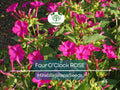 25 Four O’Clock Rose Seeds – Mirabilis Jalapa | Perennial Non-GMO Flowers | Hummingbird Magnet | Fragrant Pink Blooms