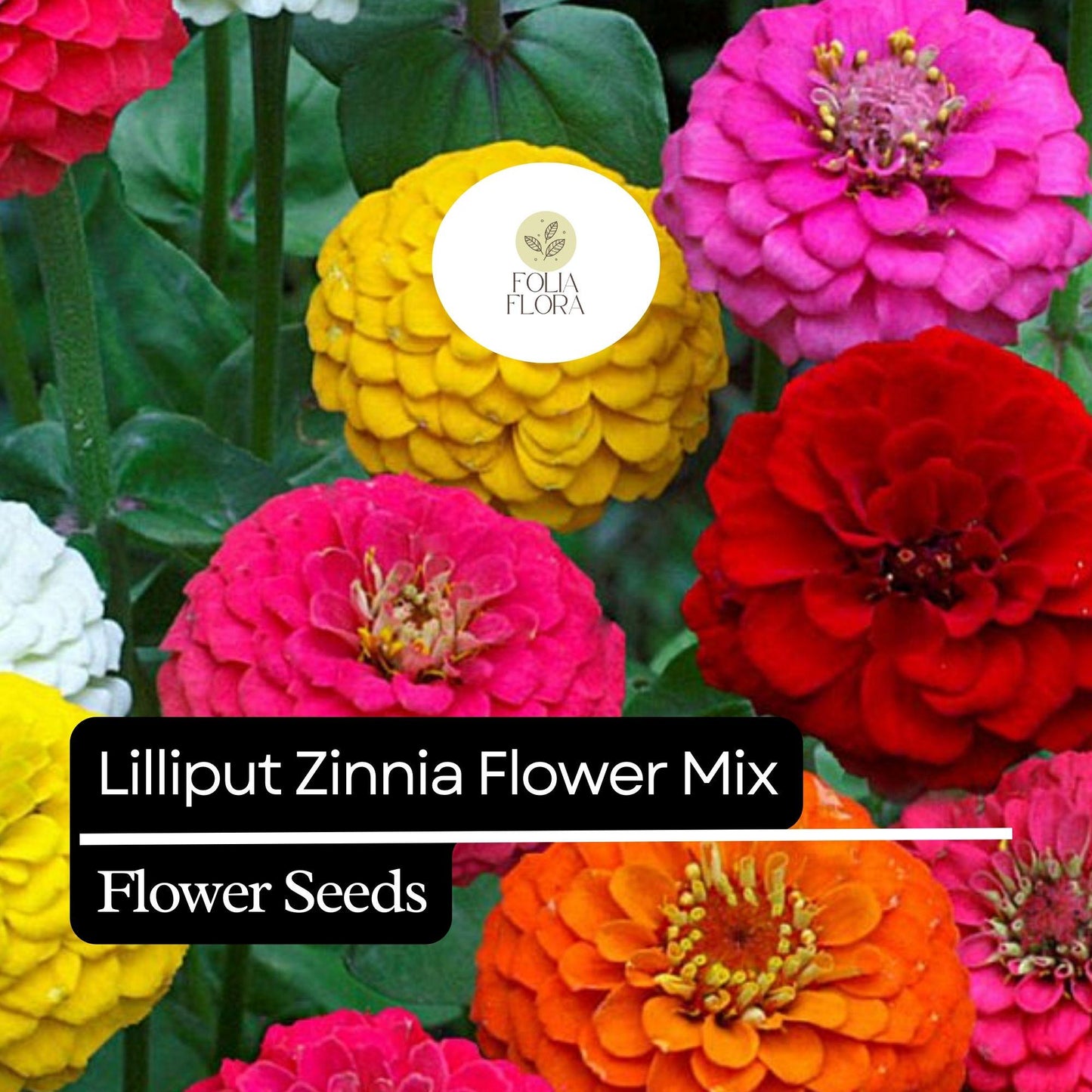 100 Lilliput Zinnia Seeds – Heirloom, Compact, Colorful Mix, Non-GMO, Easy-to-Grow