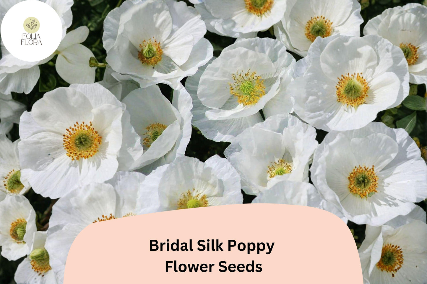 200+ Bridal Silk Poppy Seeds | Papaver rhoeas | White Elegant Blooms | Easy Annual Garden Flower Seeds