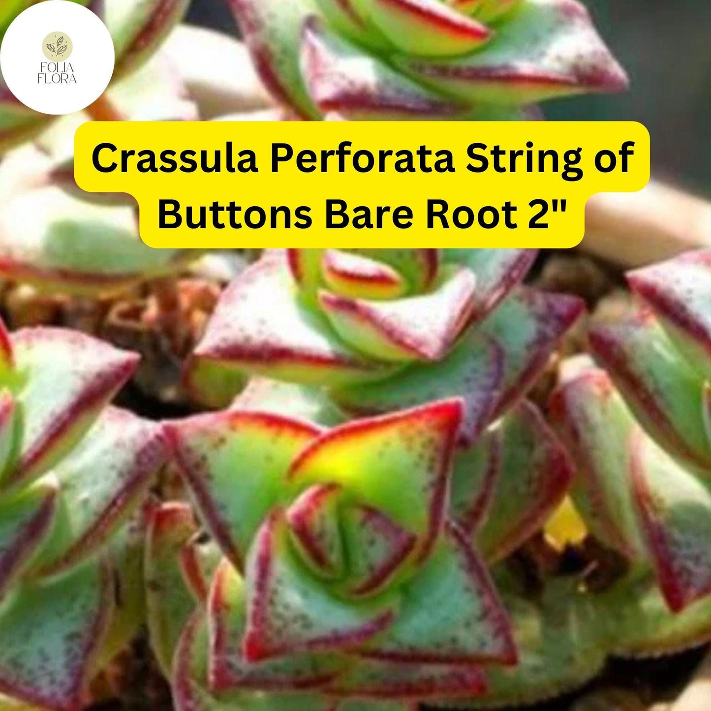 Crassula Perforata ‘String of Buttons’ | 2 Live 2” Bare Root Plants | Stacked Leaves, Easy-Care Succulent, Unique Trailing Plant