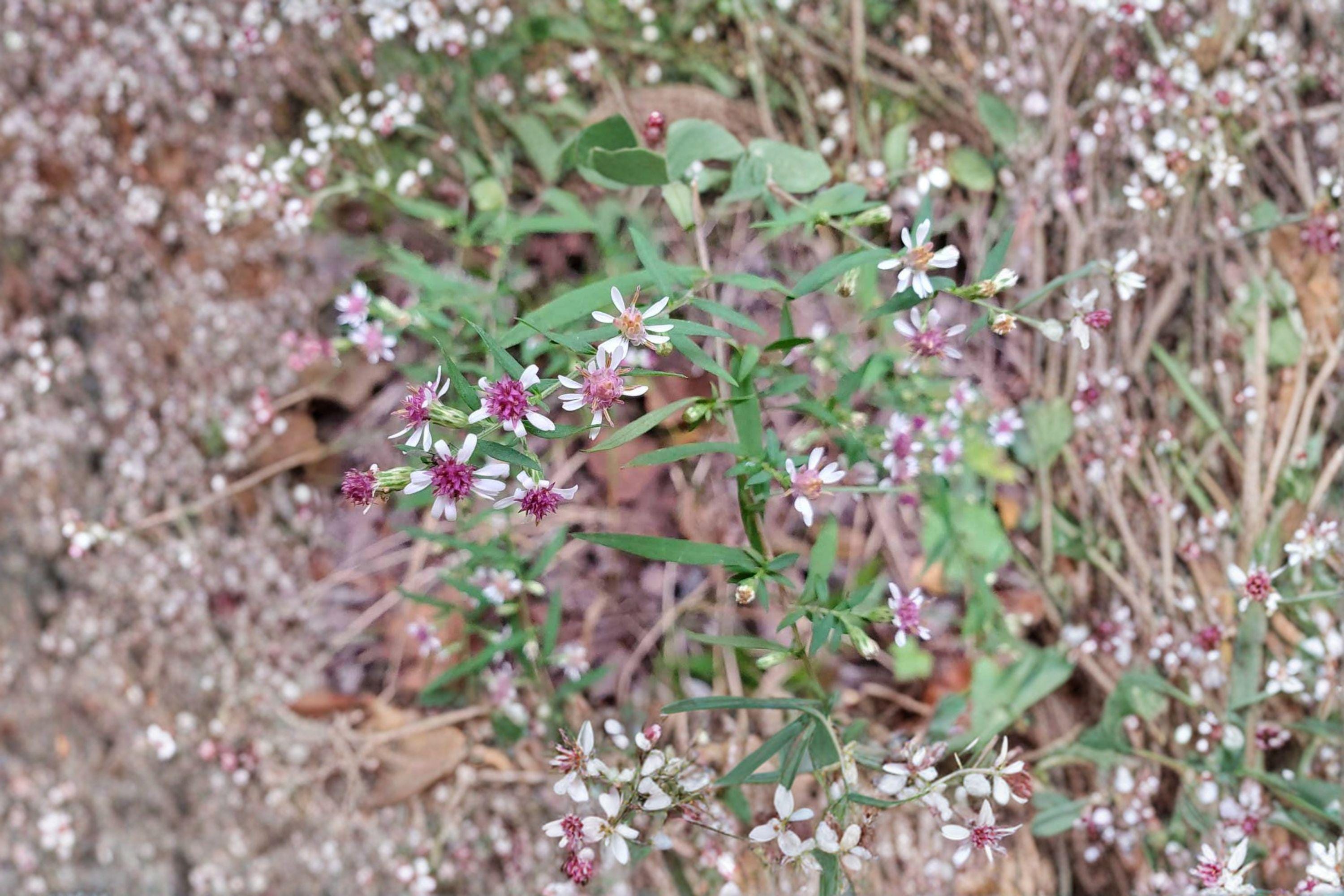 Symphyotrichum lateriflorum ‘Calico Aster’ – 100 Seeds | Native Woodland Aster | Fall-Blooming Perennial | Pollinator Essential