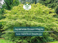 5 Japanese Green Maple Seedlings – Bare Root Starter Plants – Momiji Small Leaf Variety – Great for Bonsai or Landscape