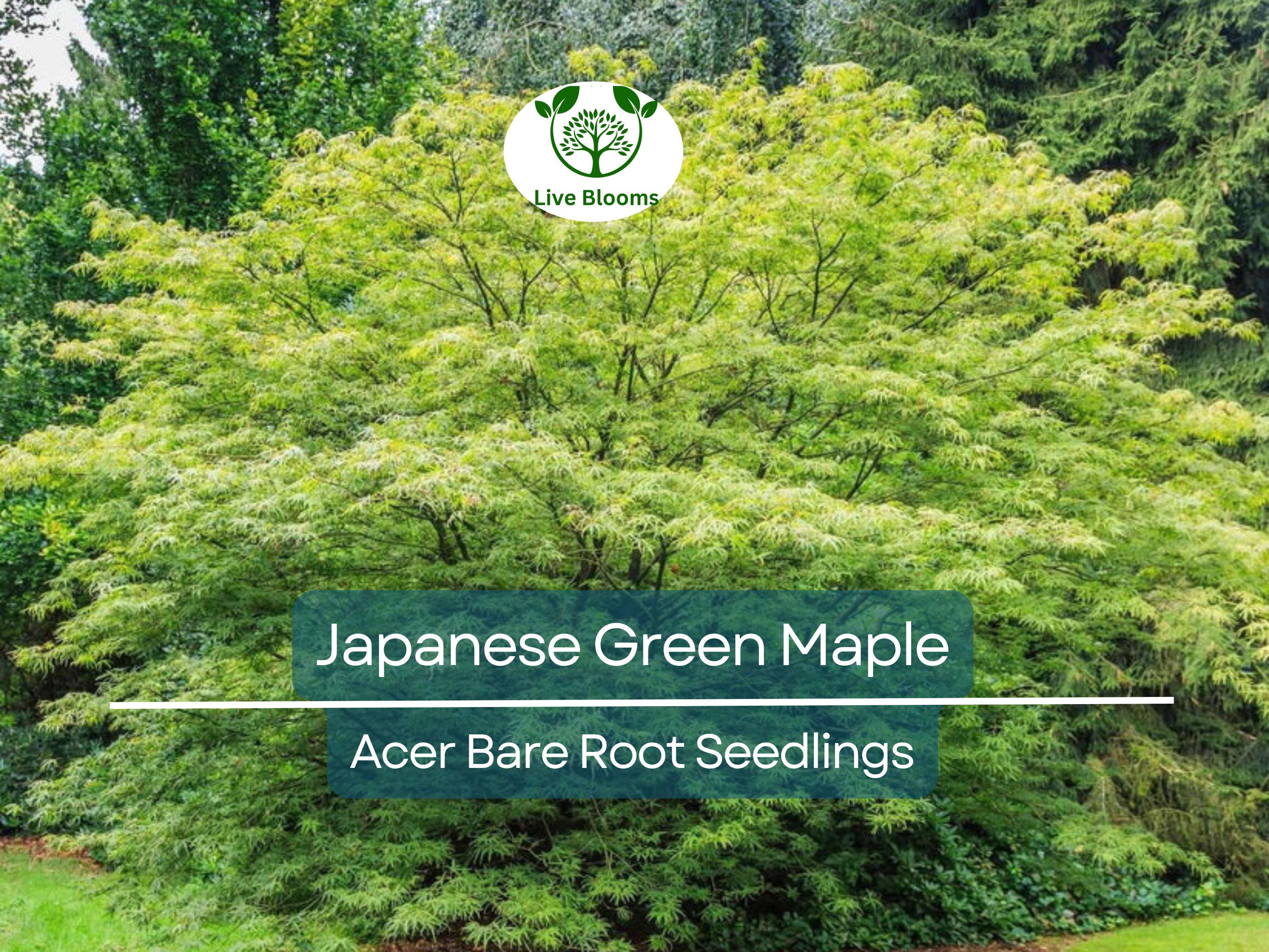 5 Japanese Green Maple Seedlings – Bare Root Starter Plants – Momiji Small Leaf Variety – Great for Bonsai or Landscape