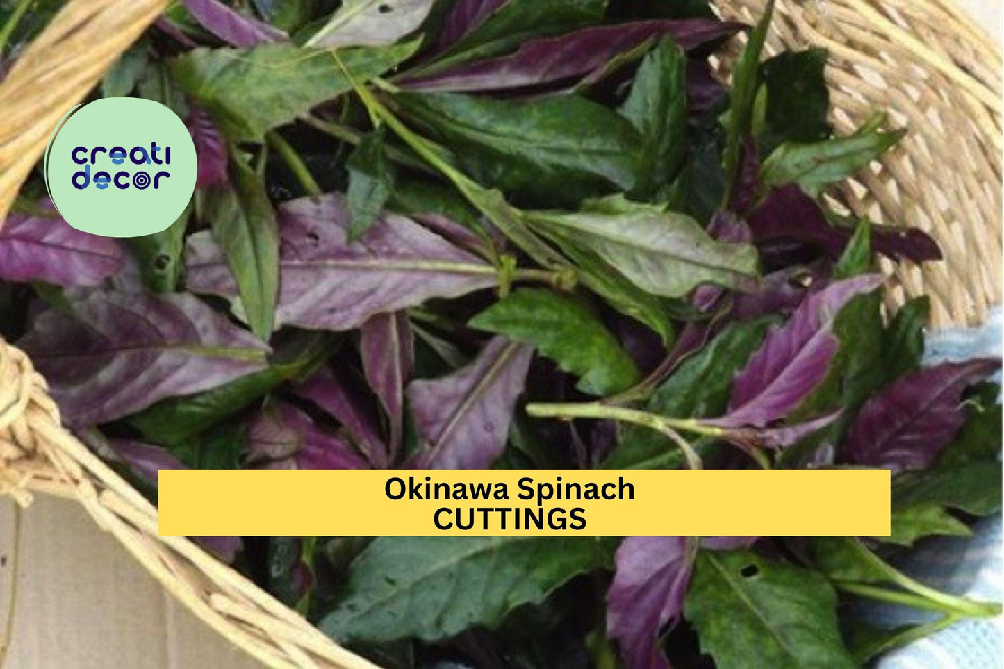 12 Okinawa Spinach Cuttings | Gynura Bicolor Starter Plants | Fresh 5–6" Unrooted Cuttings | Edible Perennial Green USA