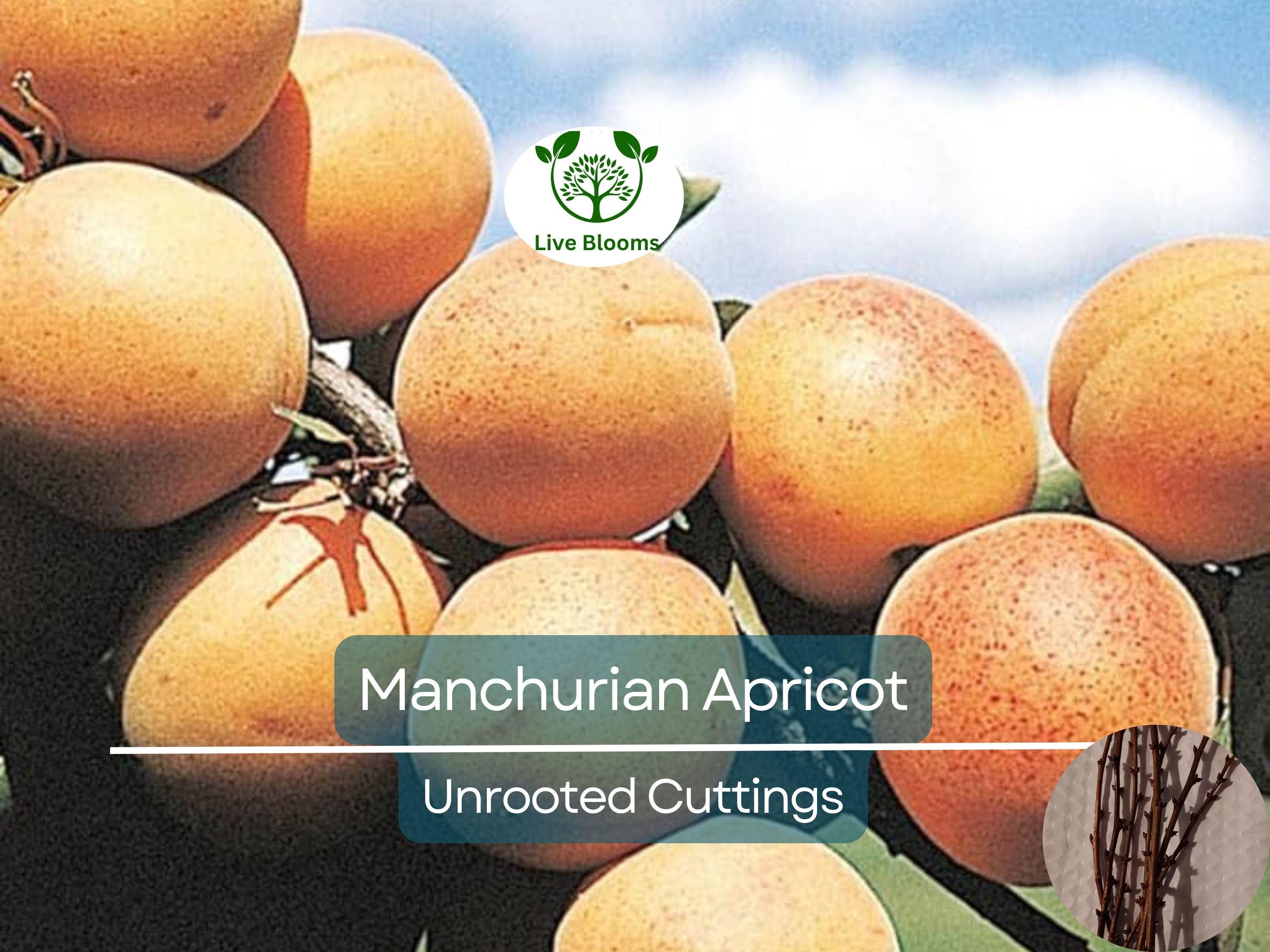 6 Manchurian Apricot Unrooted Cuttings (Prunus armeniaca) Organic Hardwood Scion Wood - Ideal for Grafting, Apricot Tree Propagation