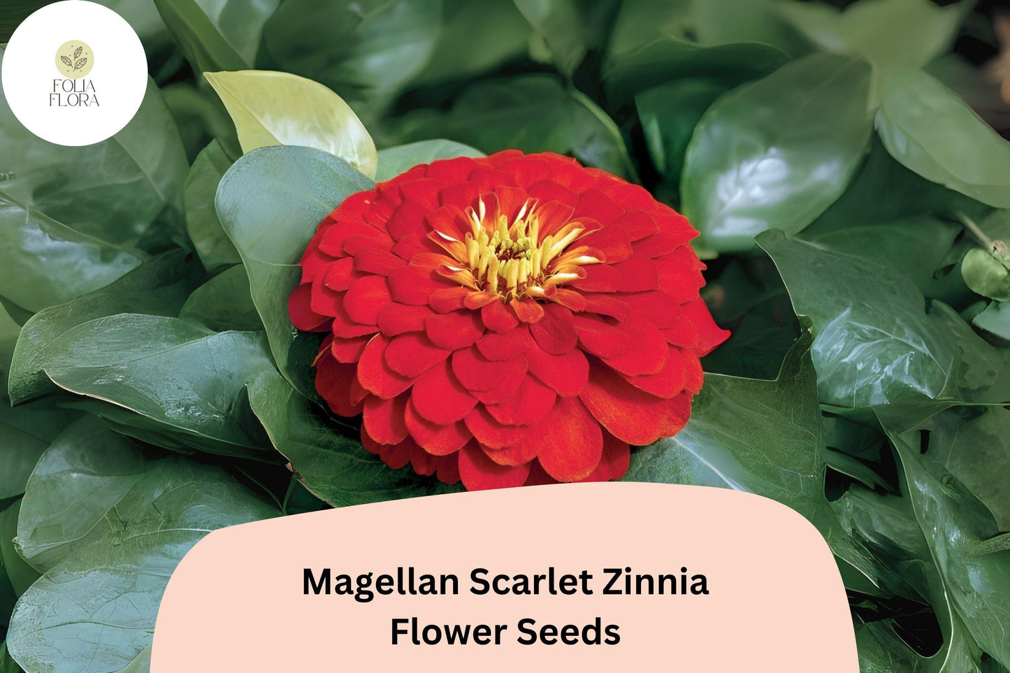 Magellan Scarlet Zinnia Seeds: Bold Red Blooms for Cutting Gardens