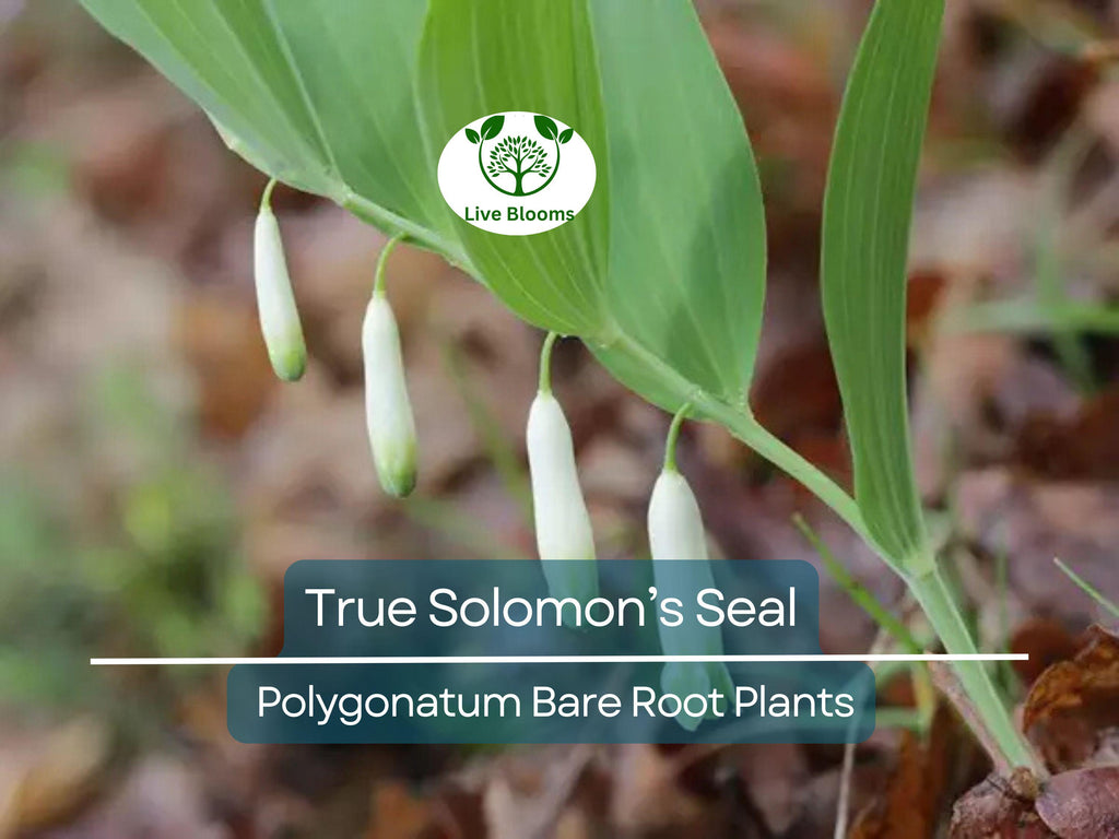 10 True Solomon’s Seal Plants - Bare Root Transplants - Polygonatum biflorum, Woodland Shade, Herb, Native Perennial