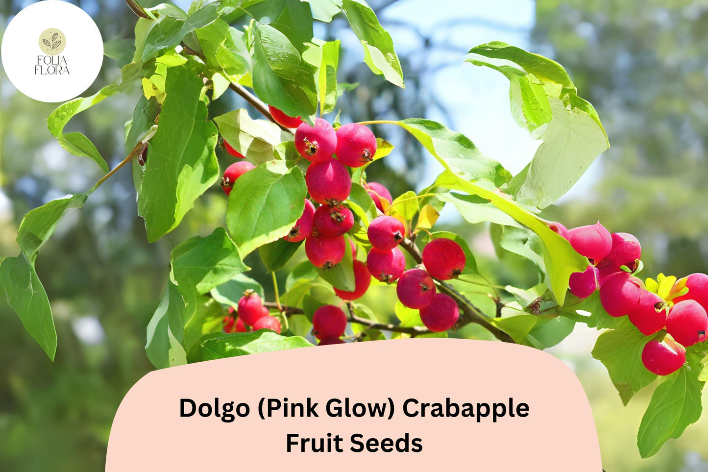 25+ Dolgo (Pink Glow) Crabapple Seeds | Malus ‘Dolgo’ Ornamental Tree | Pink Blossoms & Red Fall Fruit | Garden Planting