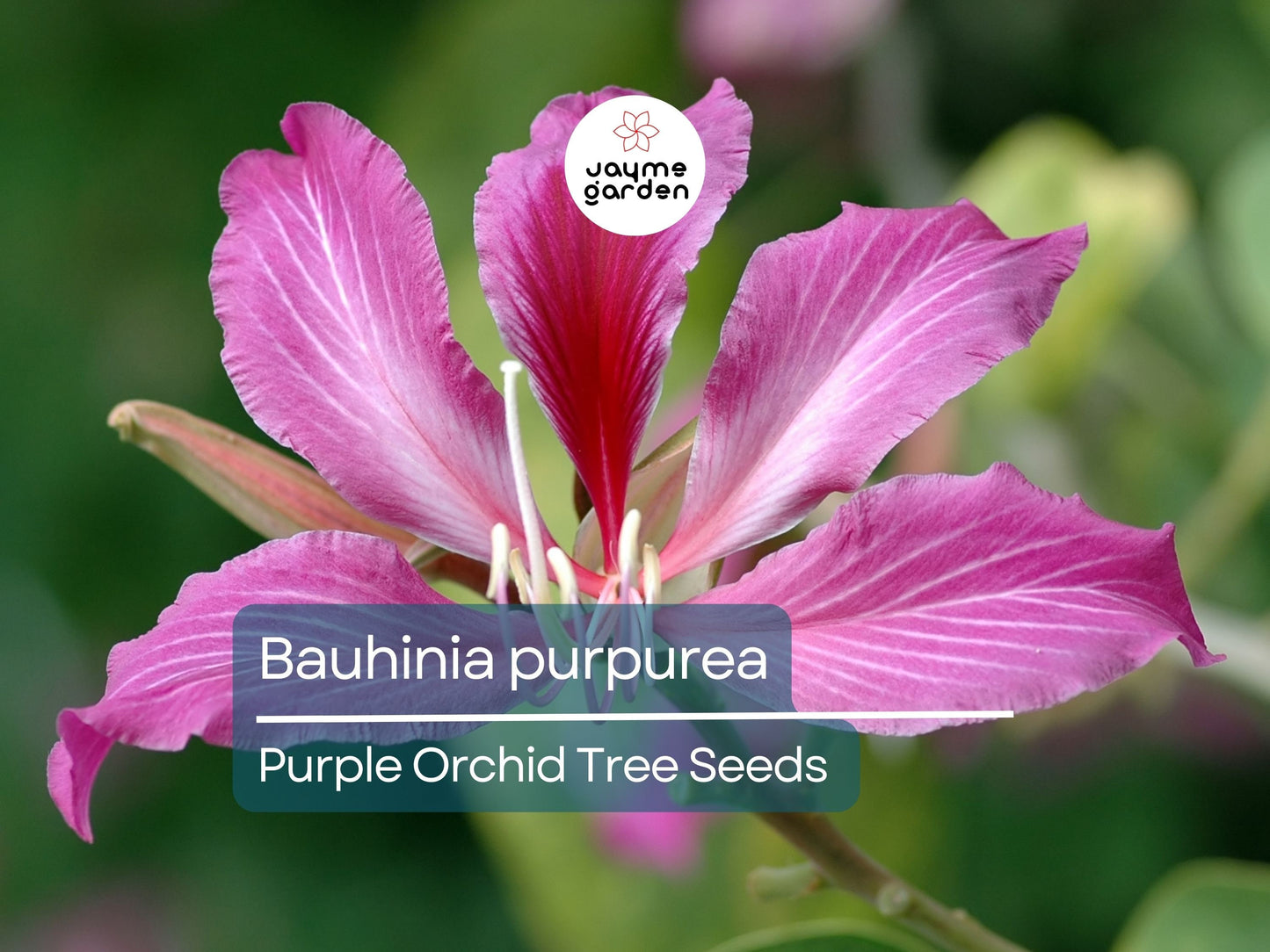 10 Seeds Bauhinia Purpurea for Planting | Orchid Tree Seeds | Purple Camel's Foot Flower Seeds | Fast Growing Ornamental Flowering Tree